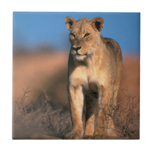 Portret van Leeuwin (Panthera Leo) Tegeltje