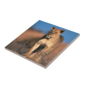 Portret van Leeuwin (Panthera Leo) Tegeltje (Zijkant)
