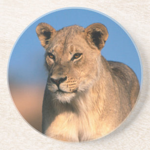 Portret van Leeuwin (Panthera Leo) Zandsteen Onderzetter
