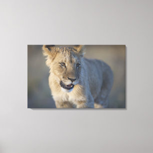 Portret van Lion Cub (Panthera Leo), Namibië Canvas Afdruk