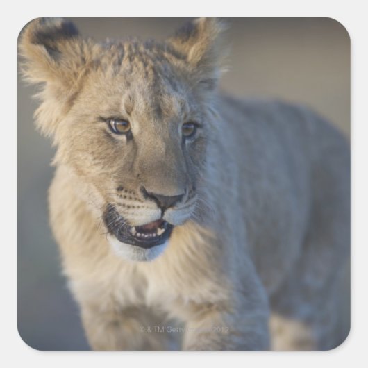 Portret van Lion Cub (Panthera Leo), Namibië Vierkante Sticker (Voorkant)