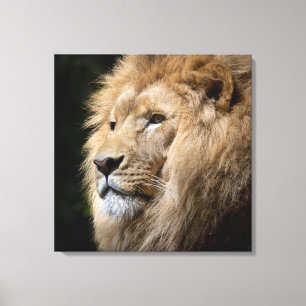 Portret van mannelijk leeuw op zwarte achtergrond canvas afdruk