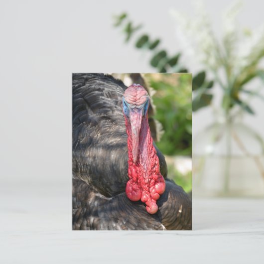 Portret van mannelijke kalkoenen briefkaart (Staand voorkant)