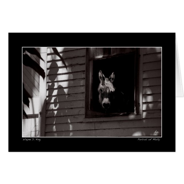 Portret van Molly (Voorkant Horizontaal)