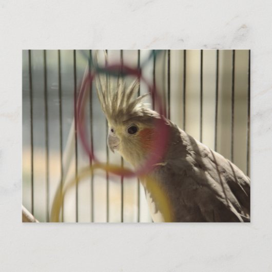 Portret van Molly door Ring Briefkaart (Voorkant)