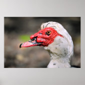 Portret van muskuseend poster (Voorkant)