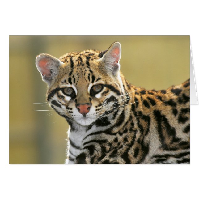 Portret van Ocelot (Voorkant Horizontaal)