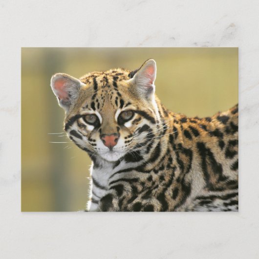 Portret van Ocelot Briefkaart (Voorkant)