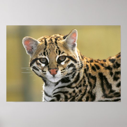 Portret van Ocelot Poster (Voorkant)