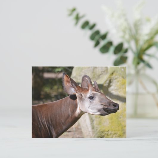 Portret van Okapi Briefkaart (Staand voorkant)
