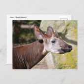 Portret van Okapi Briefkaart (Voorkant / Achterkant)