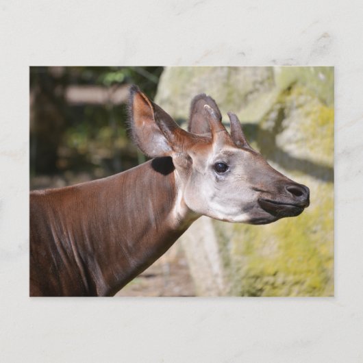 Portret van Okapi Briefkaart (Voorkant)