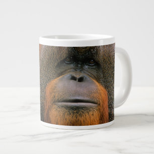 Portret van orang-oetan mannetje, Georgia, USA Grote Koffiekop