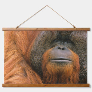 Portret van orang-oetan mannetje, Georgia, USA Hangend Wandkleed