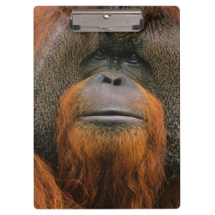 Portret van orang-oetan mannetje, Georgia, USA Klembord