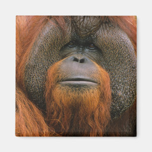 Portret van orang-oetan mannetje, Georgia, USA Magneet