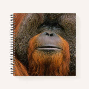Portret van orang-oetan mannetje, Georgia, USA Notitieboek