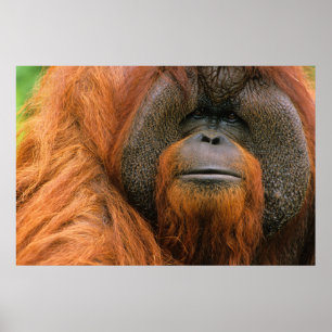 Portret van orang-oetan mannetje, Georgia, USA Poster