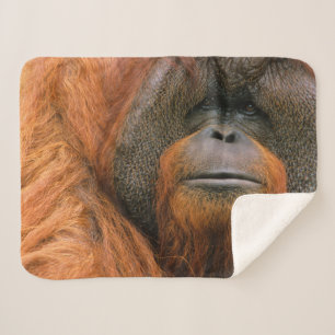 Portret van orang-oetan mannetje, Georgia, USA Sherpa Deken
