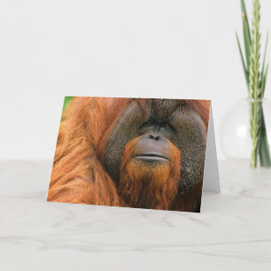 Portret van orang-oetan mannetje, Georgia, VS Kaart