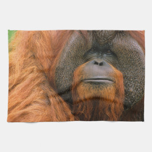 Portret van orang-oetan mannetje, Georgia, VS Theedoek