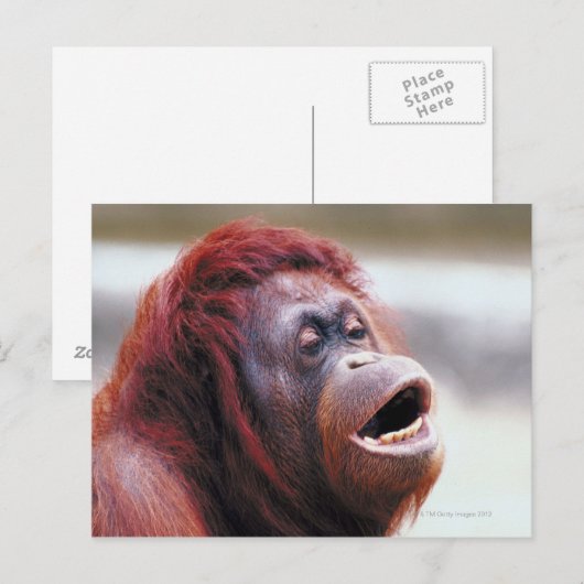 Portret van orangutaan briefkaart (Voorkant / Achterkant)