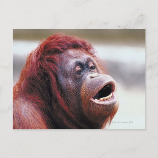 Portret van orangutaan briefkaart (Voorkant)