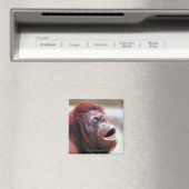 Portret van orangutaan magneet (Insitu (Vaatwasser))