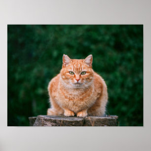 Portret van oranje tabbykat op boomstronk poster