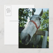Portret van paarden briefkaart (Voorkant / Achterkant)