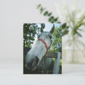 Portret van paarden briefkaart (Staand voorkant)