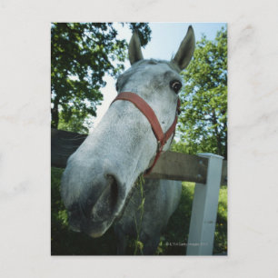 Portret van paarden briefkaart