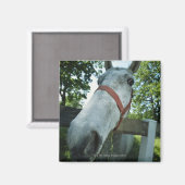 Portret van paarden magneet (Voorkant / Achterkant)