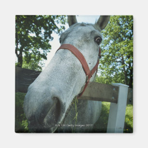Portret van paarden magneet