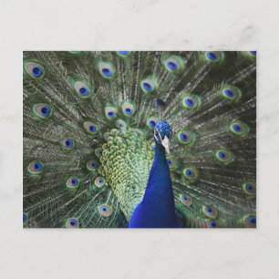 Portret van Peacock met veren uit Briefkaart