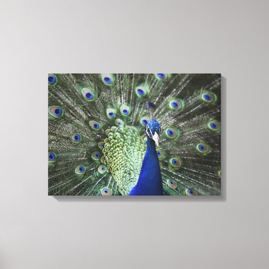 Portret van Peacock met veren uit Canvas Afdruk (Voorkant)