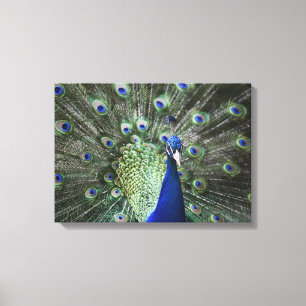 Portret van Peacock met veren uit Canvas Afdruk