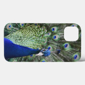 Portret van Peacock met veren uit Case-Mate iPhone Case (Achterkant (horizontaal))