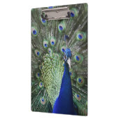 Portret van Peacock met veren uit Klembord (Links)