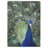 Portret van Peacock met veren uit Klembord (Achterkant)