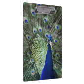 Portret van Peacock met veren uit Klembord (Rechts)