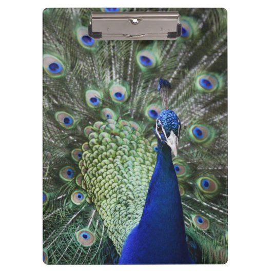 Portret van Peacock met veren uit Klembord (Voorkant)