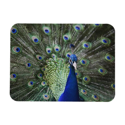 Portret van Peacock met veren uit Magneet (Horizontaal)