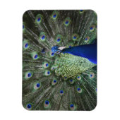 Portret van Peacock met veren uit Magneet (Verticaal)