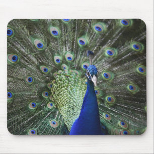 Portret van Peacock met veren uit Muismat