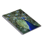 Portret van Peacock met veren uit Notitieboek (Rechterzijde)