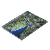 Portret van Peacock met veren uit Notitieboek (Linkerzijde)