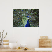 Portret van Peacock met veren uit Poster (Keuken)