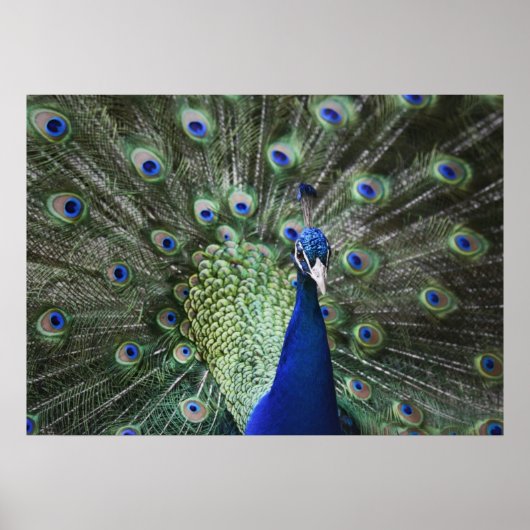Portret van Peacock met veren uit Poster (Voorkant)