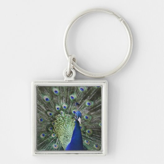 Portret van Peacock met veren uit Sleutelhanger (Voorkant)